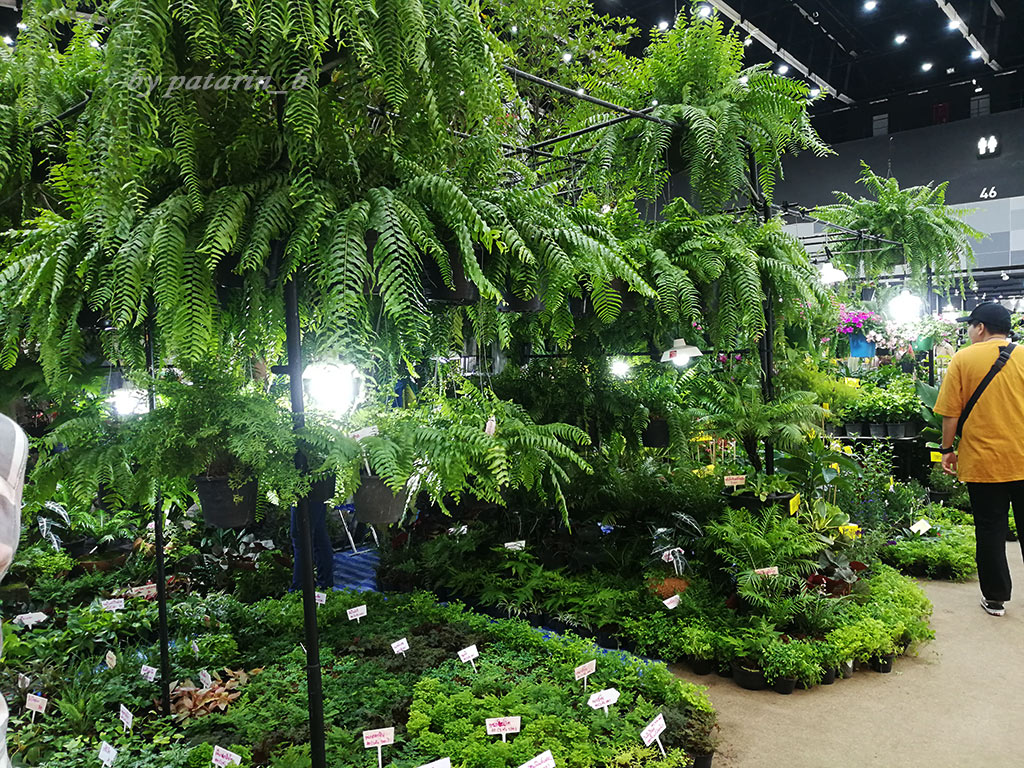 บ้านและสวนแฟร์ Midyear 2019