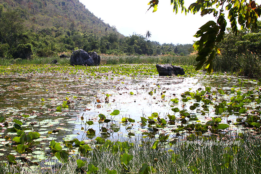 ศูนย์ศึกษาธรรมชาติ (บึงบัว) อุทยานแห่งชาติเขาสามร้อยยอด