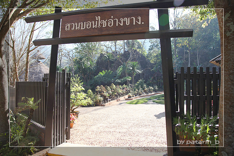 ปาย 6 ดอยอ่างขาง