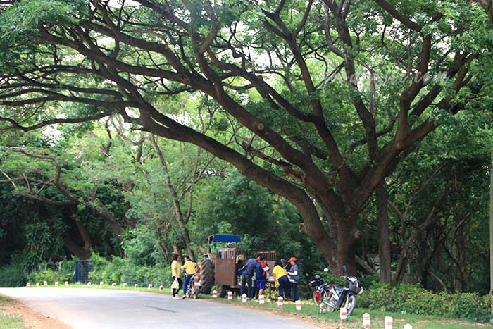 ฟาร์มโคนม สระบุรี 2 ฟาร์มโคนม