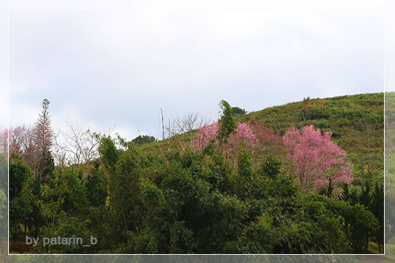 ภูลมโล 2 - ภูลมโล-ที่พัก-ร่องกล้ากรีนวิว