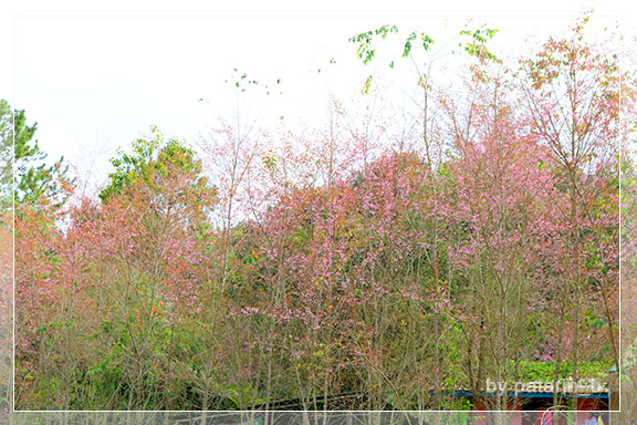 ภูลมโล 2 - ภูลมโล-ที่พัก-ร่องกล้ากรีนวิว