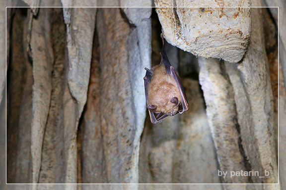 ภูลมโล 12 - ถ้ำพุหวาย วนอุทยานถ้ำเขาวง จ. อุทัยธานี