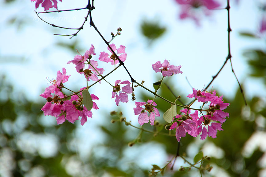 รังสิต 1 สวรรค์บนดิน
