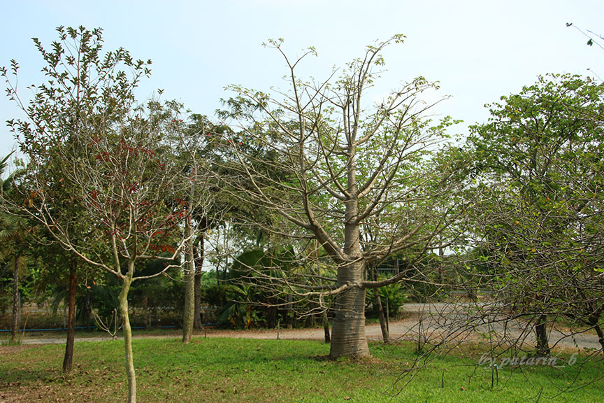 รังสิต 1 สวรรค์บนดิน