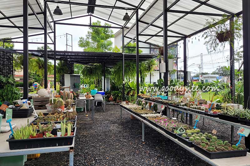 ร้านเพกะลาว ลำลูกกา
