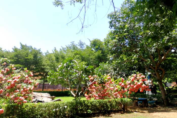ศรีราชา 3 วัดพระมารดานิจจานุเคราะห์ บ้านเณรเล็กพระมหาไถ่ ศรีราชา
