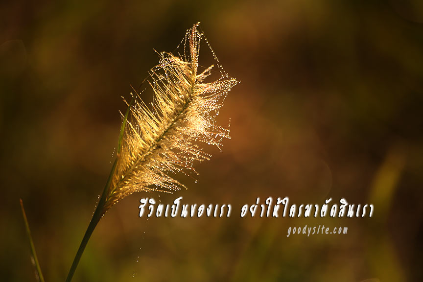ชีวิตเป็นของเรา อย่าให้ใครมาตัดสินเรา