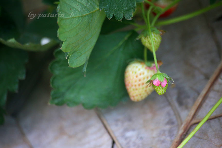 Strawberry Fields Forever