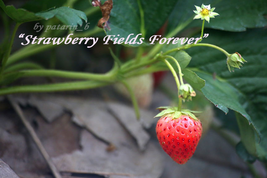 Strawberry Fields Forever
