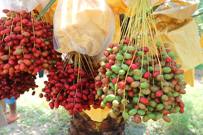 แปดริ้ว 1 สวนอินทผาลัมแปลงยาว
