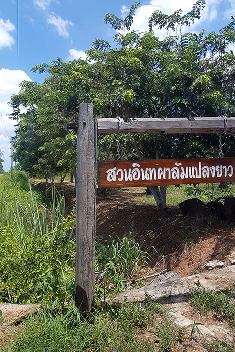 แปดริ้ว 1 สวนอินทผาลัมแปลงยาว