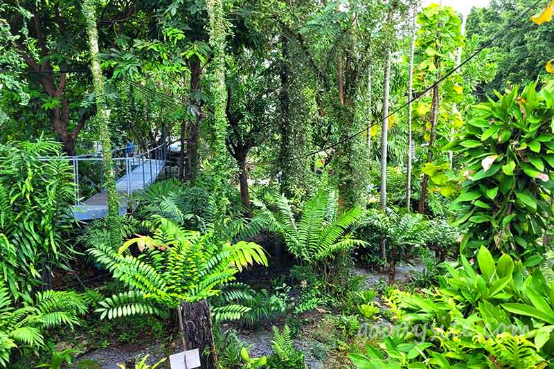 Botanist คาเฟ่ป่าในเมืองกรุง