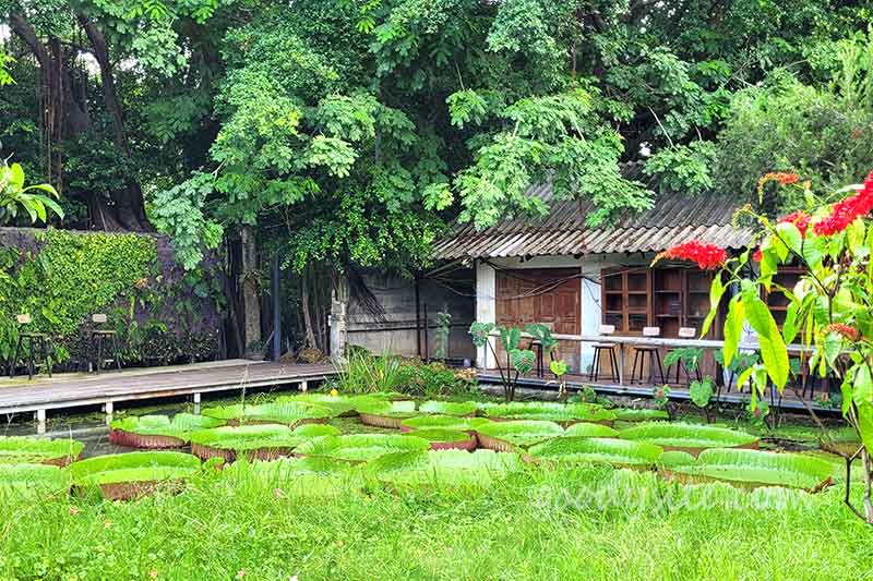 Botanist คาเฟ่ป่าในเมืองกรุง