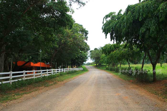 ฟาร์มโคนม สระบุรี 4 คาวบอย โชว์