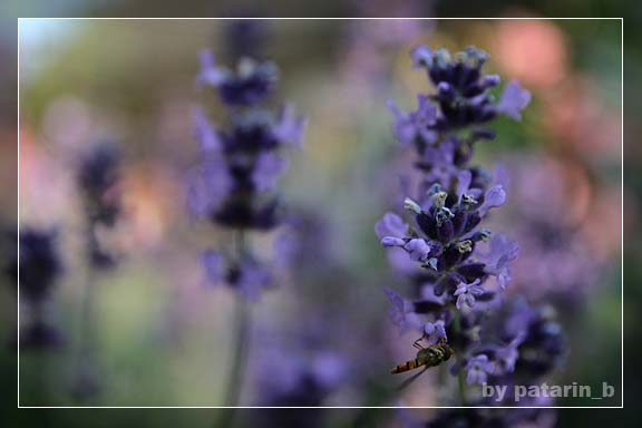 Lavender - แค่กอ สองกอ...