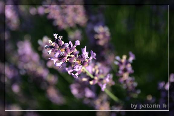 Lavender - แค่กอ สองกอ...