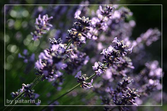 Lavender - แค่กอ สองกอ...