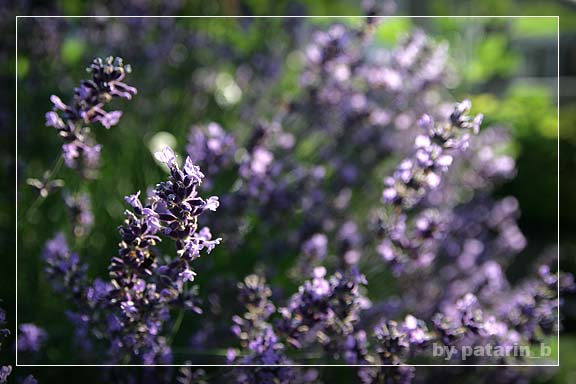 Lavender - แค่กอ สองกอ...