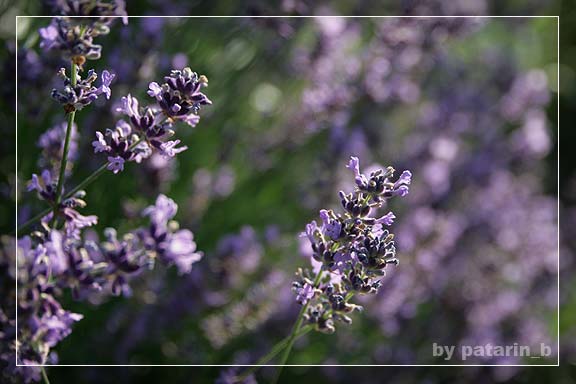 Lavender - แค่กอ สองกอ...