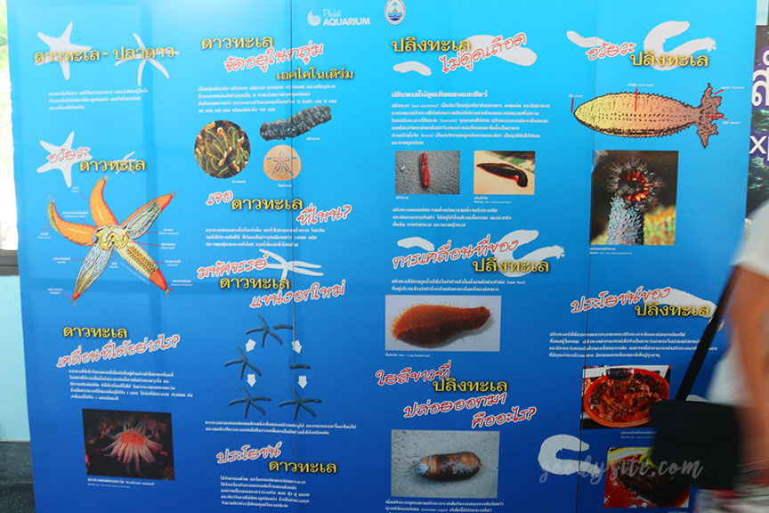 ภูเก็ต 6 สถานแสดงพันธุ์สัตว์น้ำภูเก็ต Phuket Aquarium
