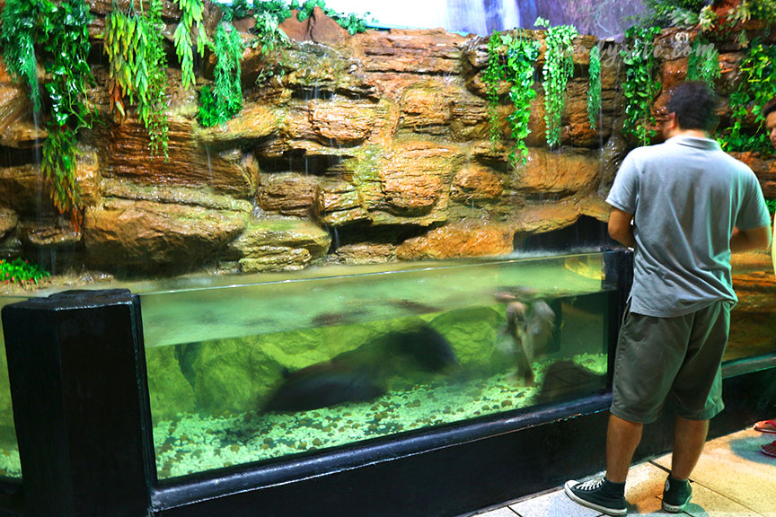 ภูเก็ต 6 สถานแสดงพันธุ์สัตว์น้ำภูเก็ต Phuket Aquarium