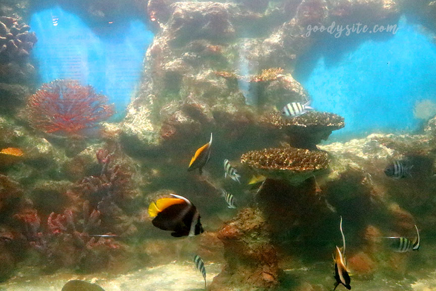 ภูเก็ต 6 สถานแสดงพันธุ์สัตว์น้ำภูเก็ต Phuket Aquarium