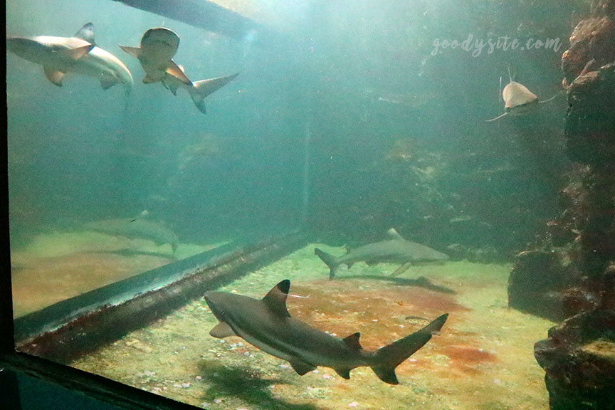 ภูเก็ต 6 สถานแสดงพันธุ์สัตว์น้ำภูเก็ต Phuket Aquarium