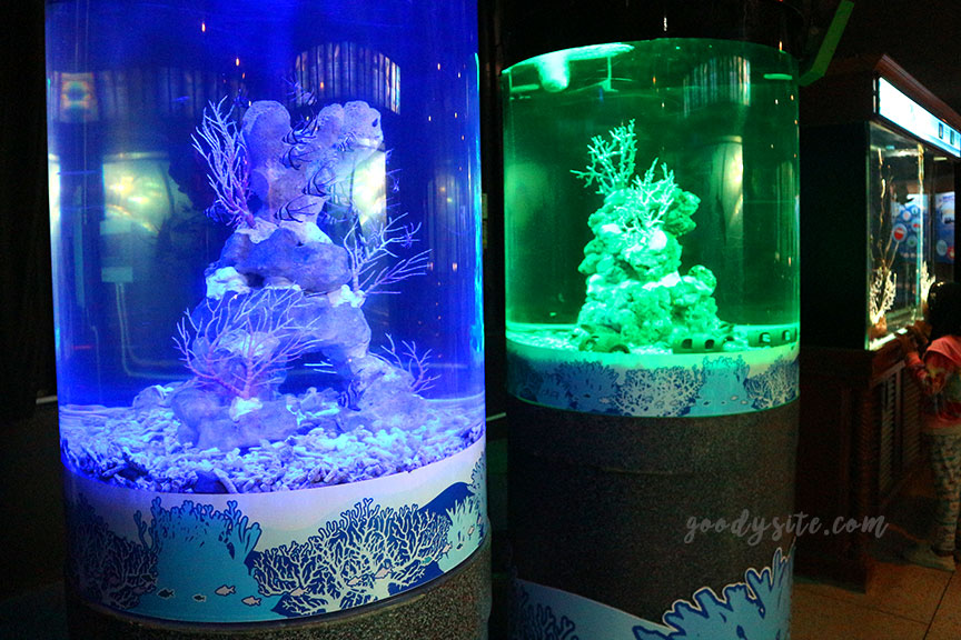 ภูเก็ต 6 สถานแสดงพันธุ์สัตว์น้ำภูเก็ต Phuket Aquarium