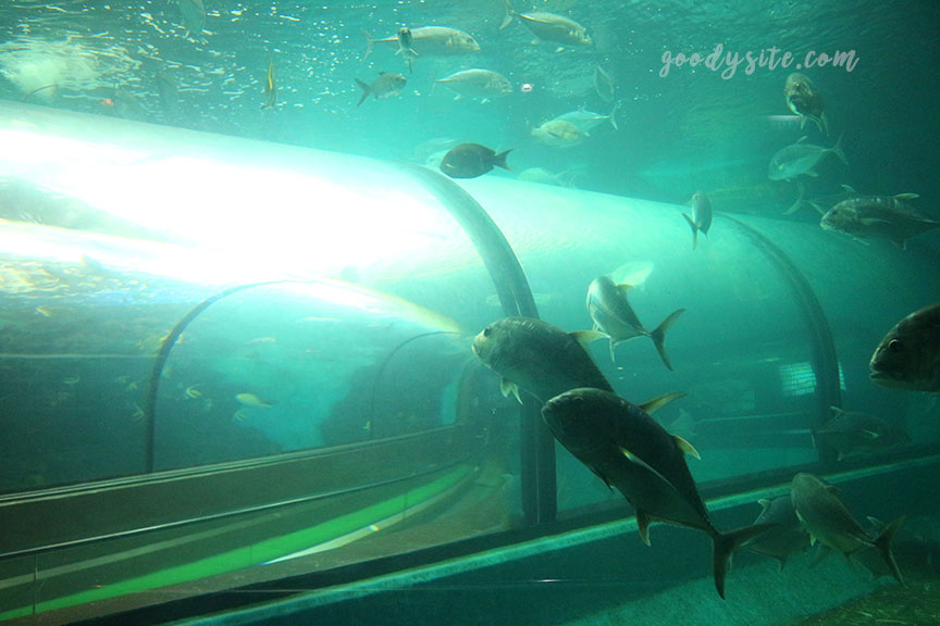 ภูเก็ต 6 สถานแสดงพันธุ์สัตว์น้ำภูเก็ต Phuket Aquarium