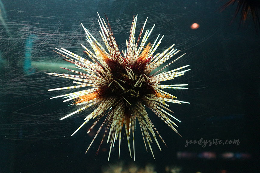 ภูเก็ต 6 สถานแสดงพันธุ์สัตว์น้ำภูเก็ต Phuket Aquarium