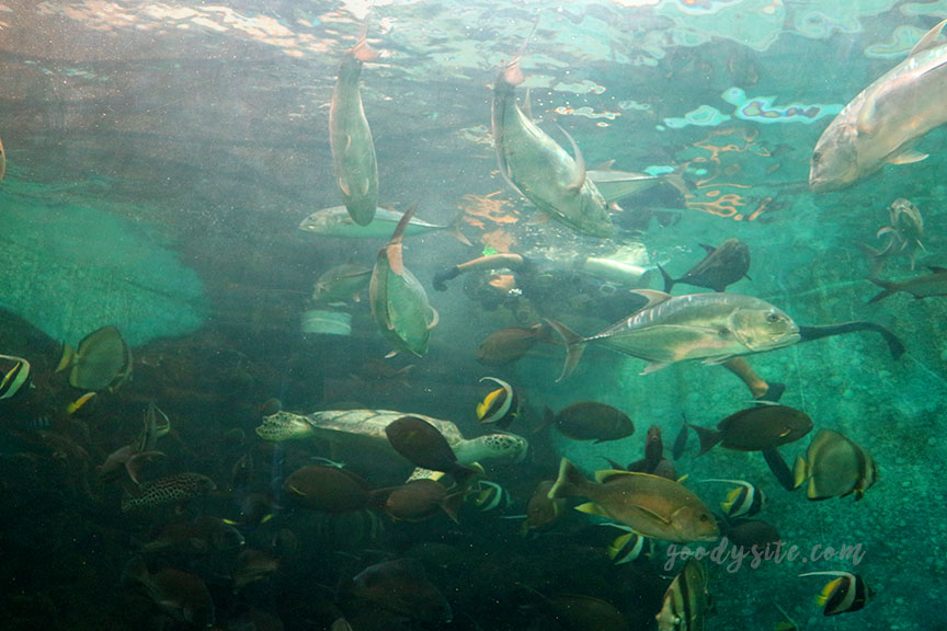 ภูเก็ต 6 สถานแสดงพันธุ์สัตว์น้ำภูเก็ต Phuket Aquarium