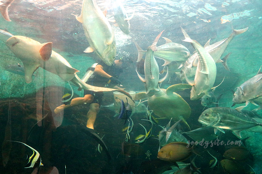 ภูเก็ต 6 สถานแสดงพันธุ์สัตว์น้ำภูเก็ต Phuket Aquarium