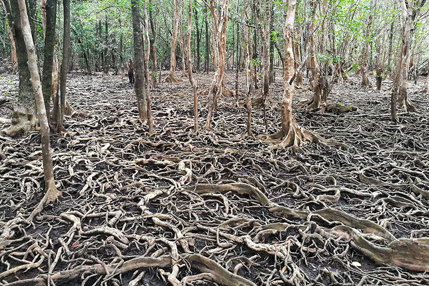 ตราด 5 บ้านท่าระแนะ กับลานตะบูน