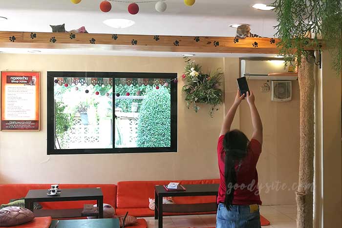 ไปเที่ยว Cat in Cafe