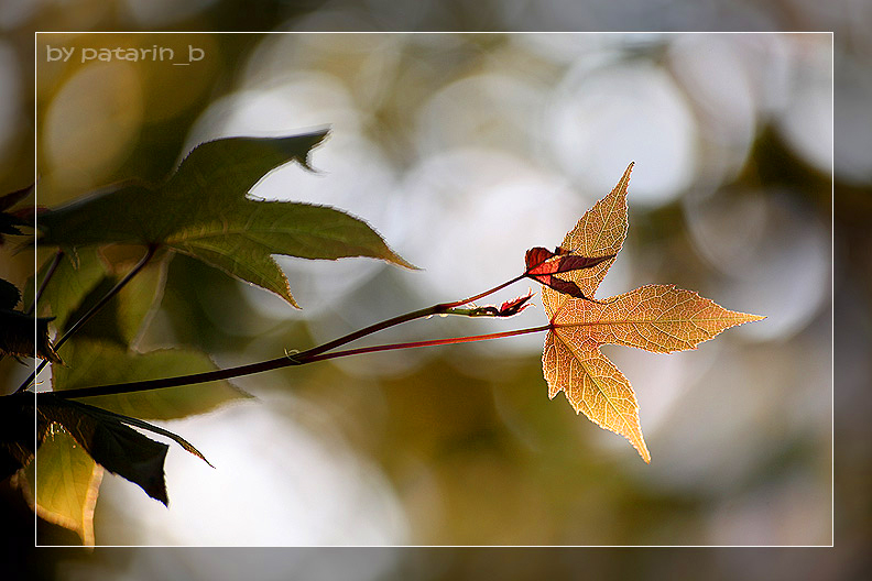 เมื่อถึงวัน ใบไม้พลัน ก็เปลี่ยนสี
