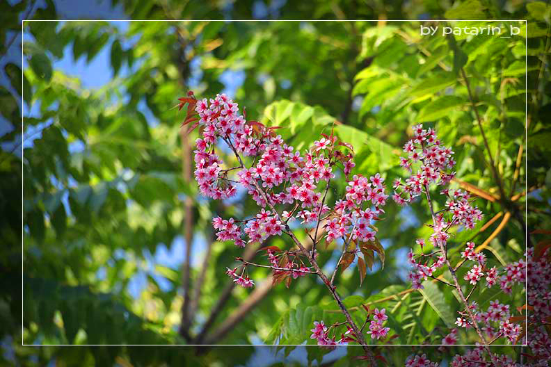 ภูทับเบิก 3 - ซากุระไทย
