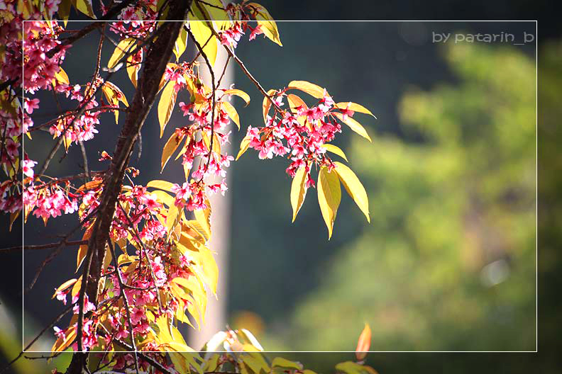 ภูทับเบิก 3 - ซากุระไทย