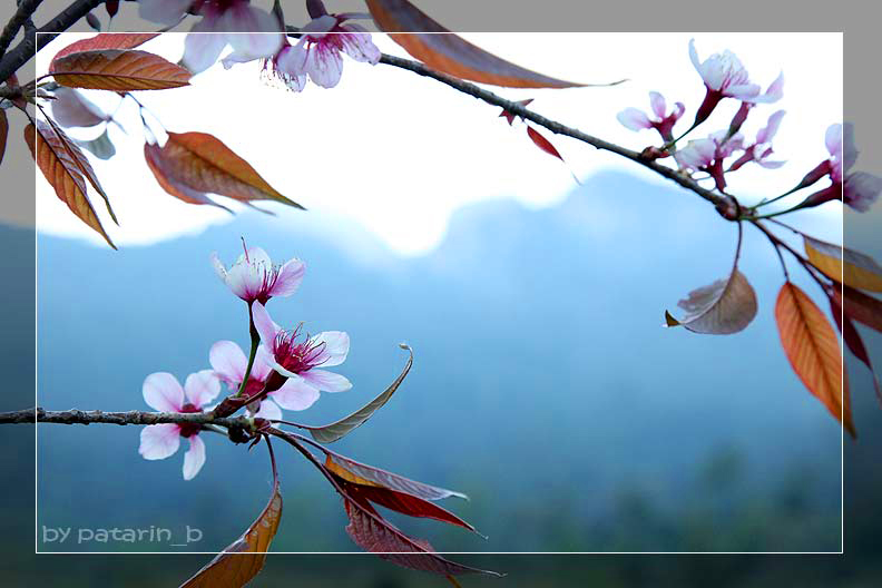 ภูทับเบิก 3 - ซากุระไทย