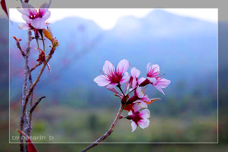 ภูทับเบิก 3 - ซากุระไทย