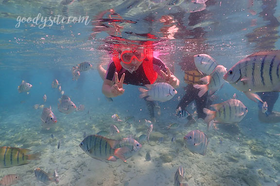 สัตหีบ 5 Snorkel - Under the Sea