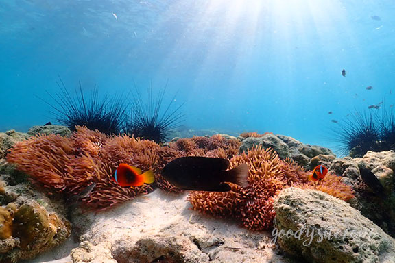 สัตหีบ 5 Snorkel - Under the Sea