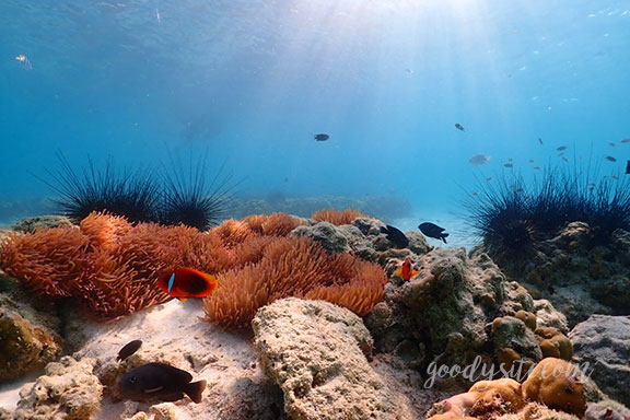 สัตหีบ 5 Snorkel - Under the Sea