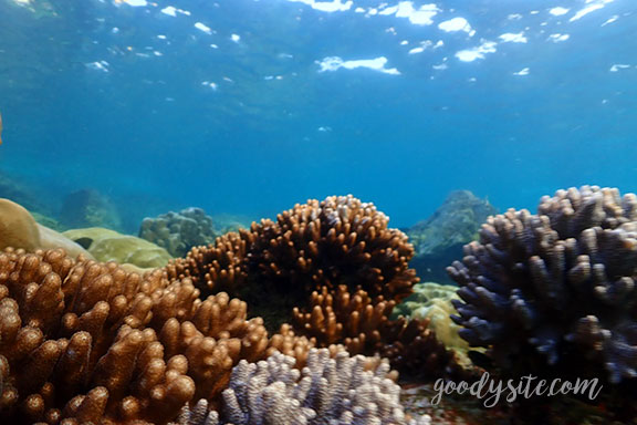 สัตหีบ 5 Snorkel - Under the Sea